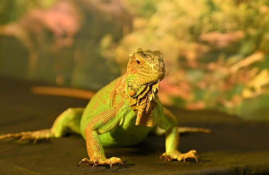 Female green iguana
