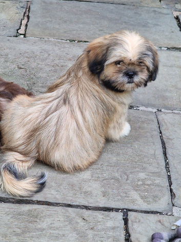 Beautiful 5-Month-Old Sable Female Puppy &ndash; Mimi