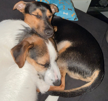 Jack Russell&rsquo;s, 7months old