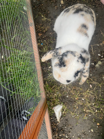 rabbit