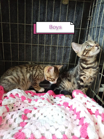 Kittens adorable ready to leave now only 2 left now
