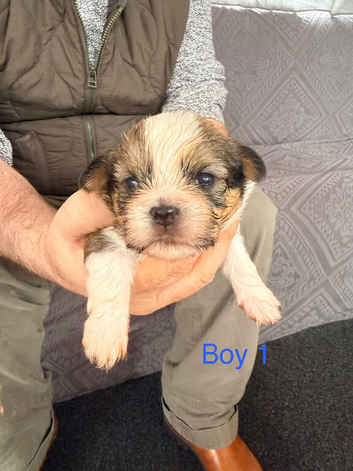 5 beautiful shorkie puppies