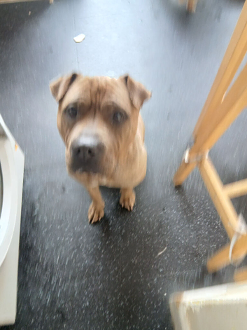 Stud dog proven