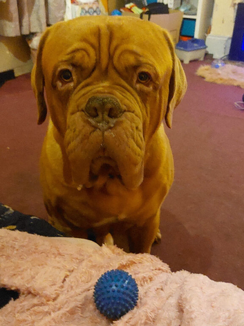 Dogue de bordeaux 4.5 years male