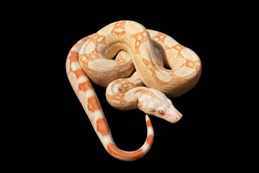 Future Breeding Pair of Kahl Boa Constrictors