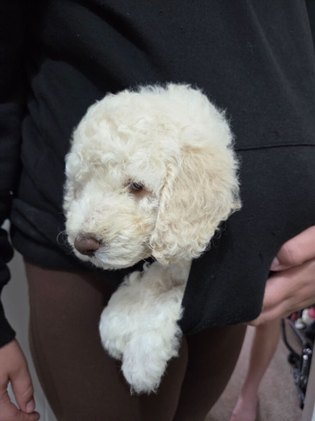 Cockapoo puppies