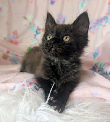 Very pretty female kitten     RE AVAILABLE   Ready to Leave now