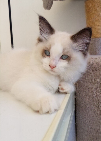 Lovely Ragdoll kittens for sale