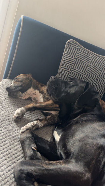 Pup for sale