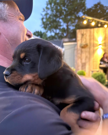 3/4rotty x prezla