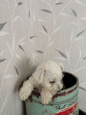 1 Beautiful westies girl left