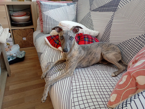 Beautiful 6month old brindle bitch available now.