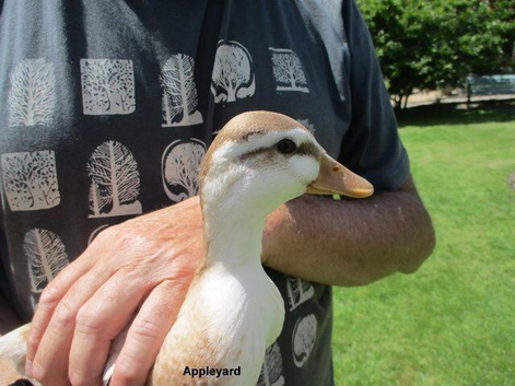 Appleyard Call Duck Drake