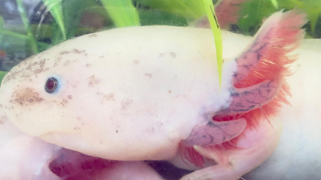 Axolotls For Sale - Various sizes (dirty leucistic)