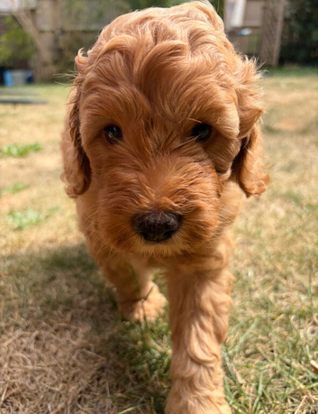 Beautiful F1b Cockapoo puppies