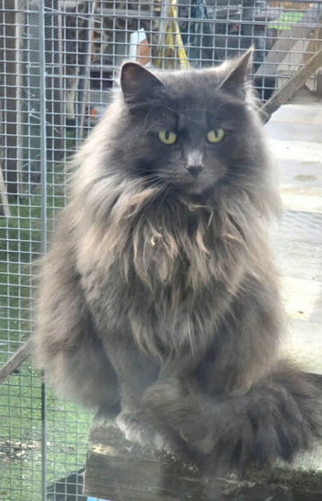 Grey female cat