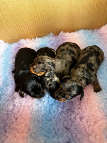 Miniature Dachshund Puppies &ndash; Ready From 4th July 2026