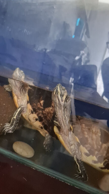2 female yellow bellied sliders