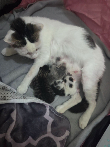 3 beautiful babies