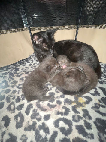 1 boy available