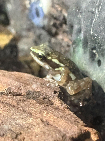 Santa isabel dart frog juveniles