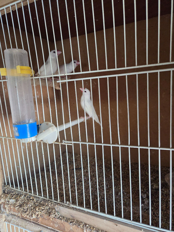 Java sparrow for sale