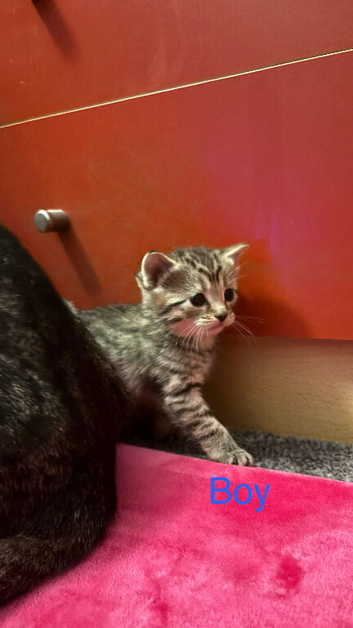 Kittens looking for a lovely home