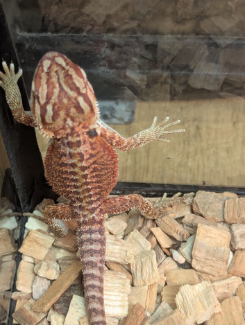 Baby bearded dragons for sale in southeast London