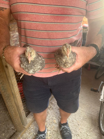 Free to good home