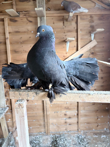 3 Indian fantail for sale