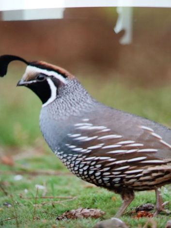 Californian Quail