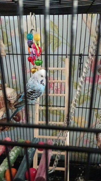 Male budgie with cage. SOLD