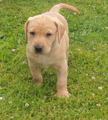 Labrador pups, yellow
