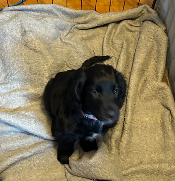 Black puppy