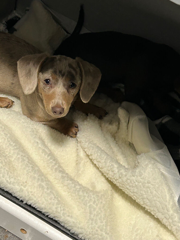 Loving 6 months old female
