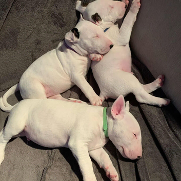 English bull terrier puppies