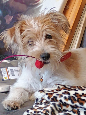 Stunning male jack Russell terrier rough coat puppy