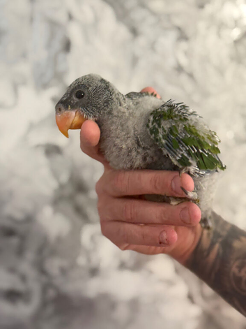Hand-Reared Derbyans
