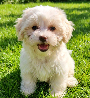 BEAUTIFUL ASIAN MALTIPOO GIRL READY TO GO!