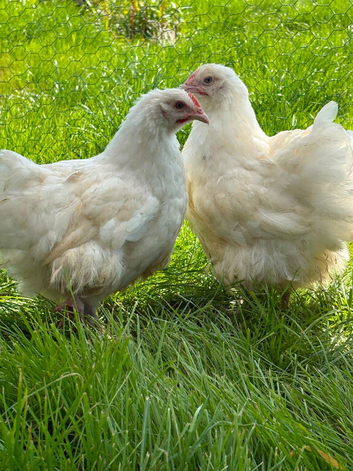 White Orpington&rsquo;s