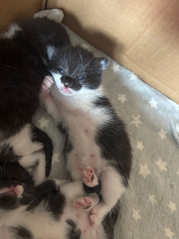 5 kittens ready around 18/10/26
