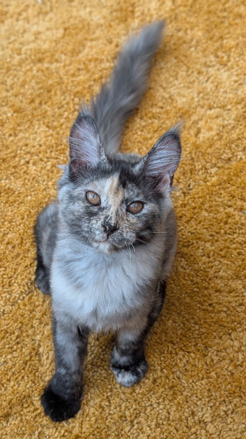 Tica Registered Maine coon girls
