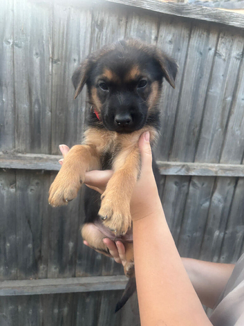 Dutch X German Shepherd puppies
