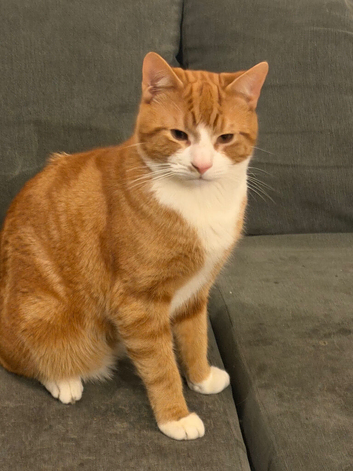 2 Ginger cats