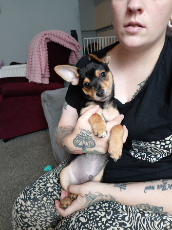 Pomchi russell