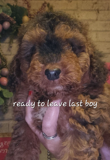 Last cockerpoo ready to leave