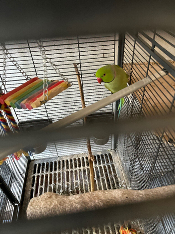 Green Ringneck adult male.