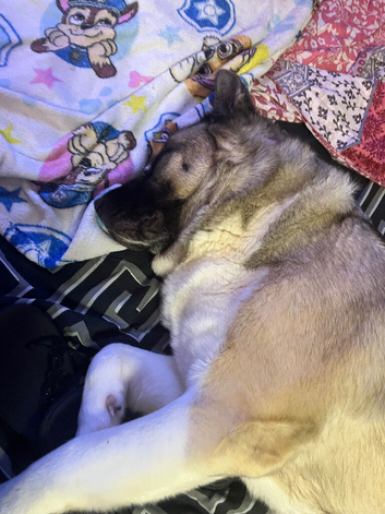 Akita