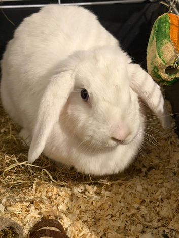 Email rabbit for sale