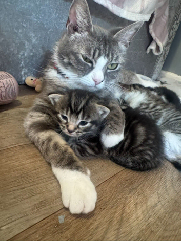 Beautiful kittens